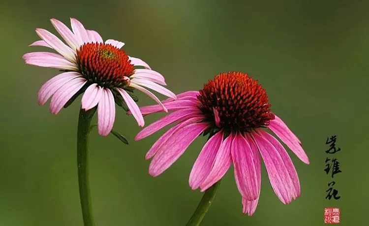 Echinacea